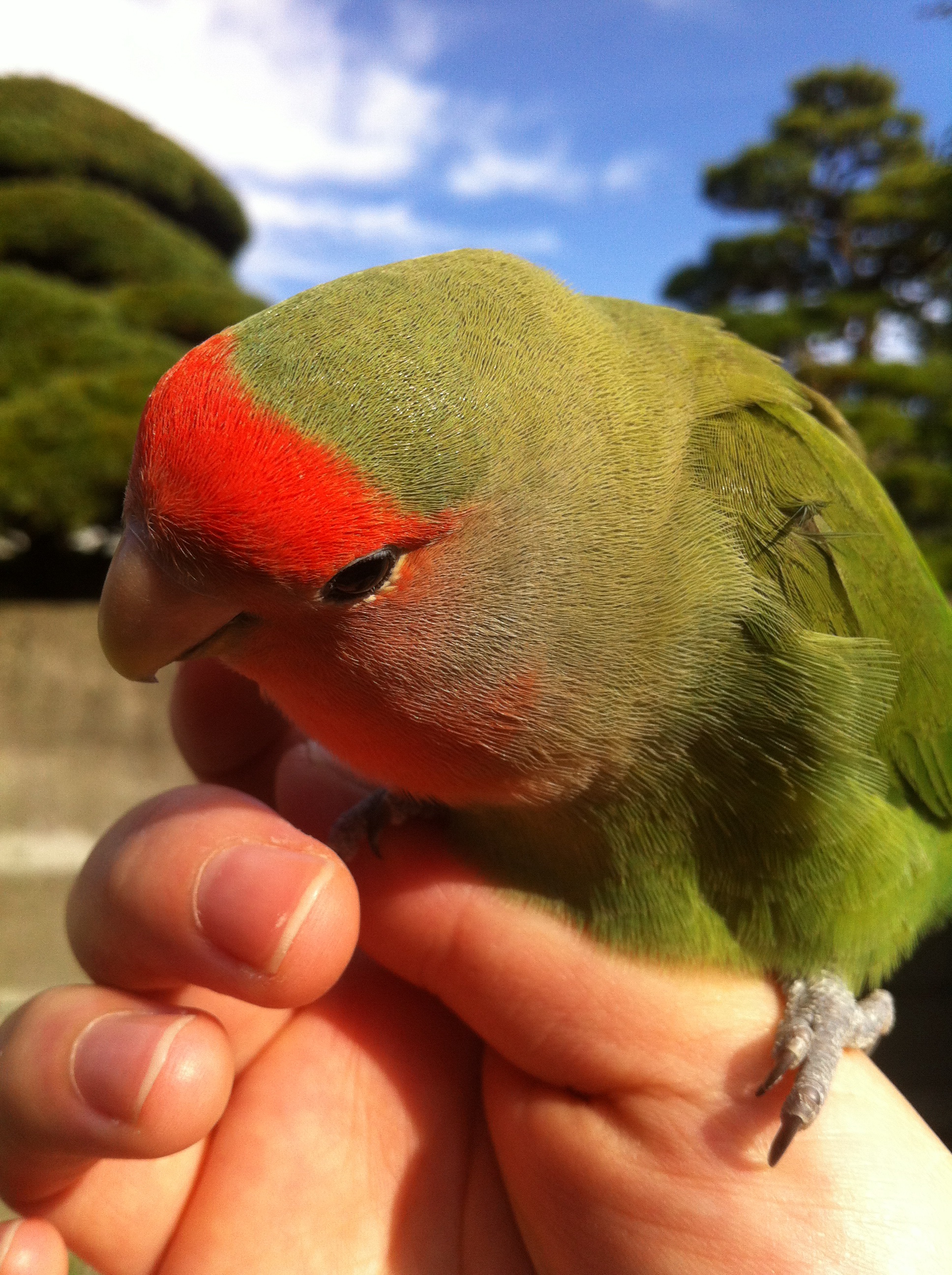 なでなでしてくださいな♪