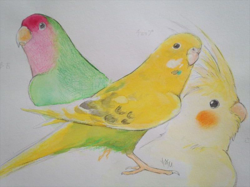 新着オカメインコ イラスト 書き方 かわいい動物画像