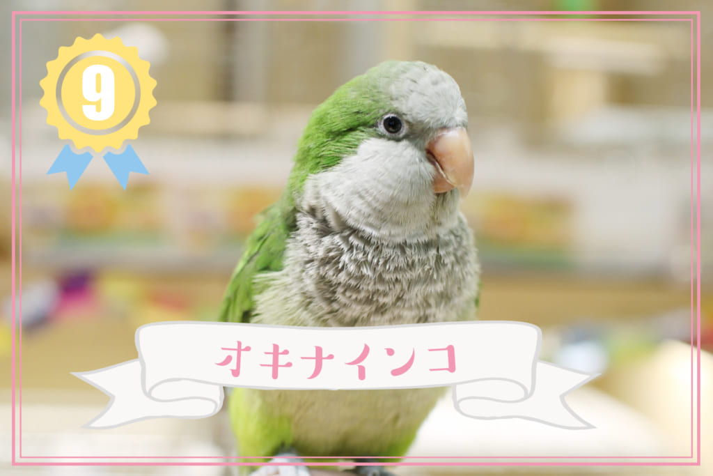 鳥の人気ランキング9位 オキナインコ とりっちカフェ