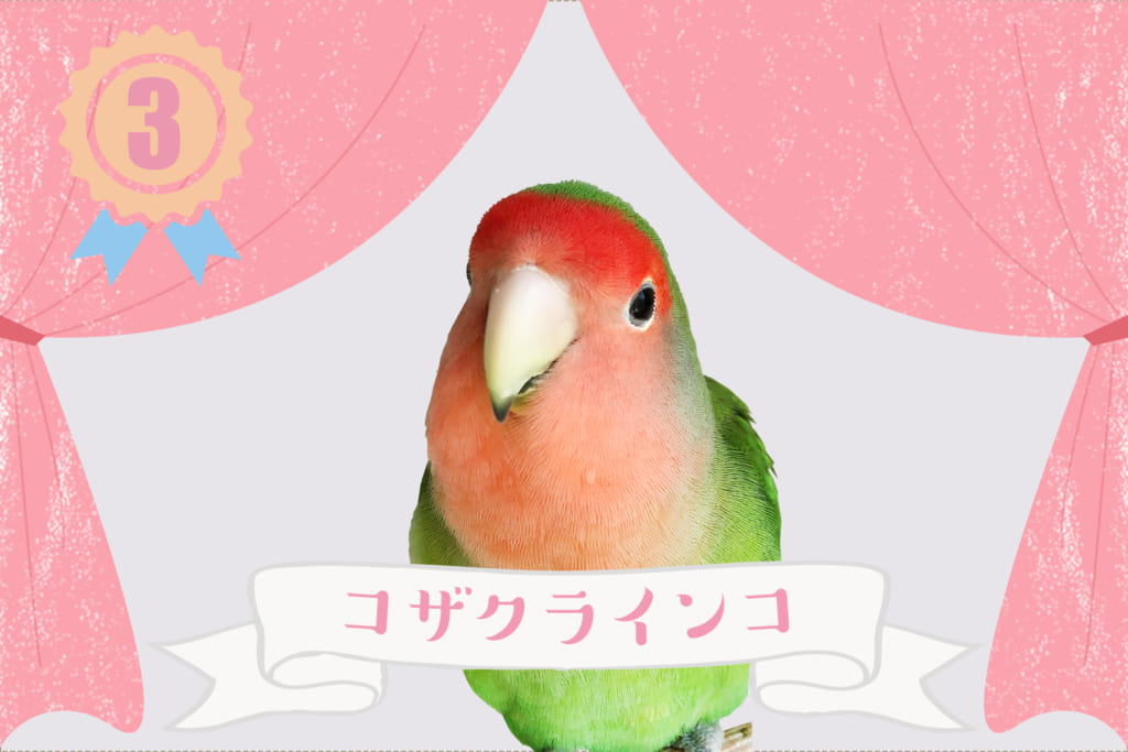 鳥の人気ランキング3位 コザクラインコ とりっちカフェ