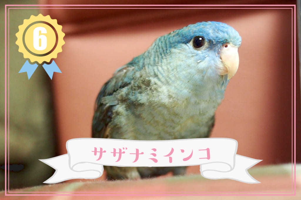 鳥の人気ランキング6位：サザナミインコ | とりっちカフェ