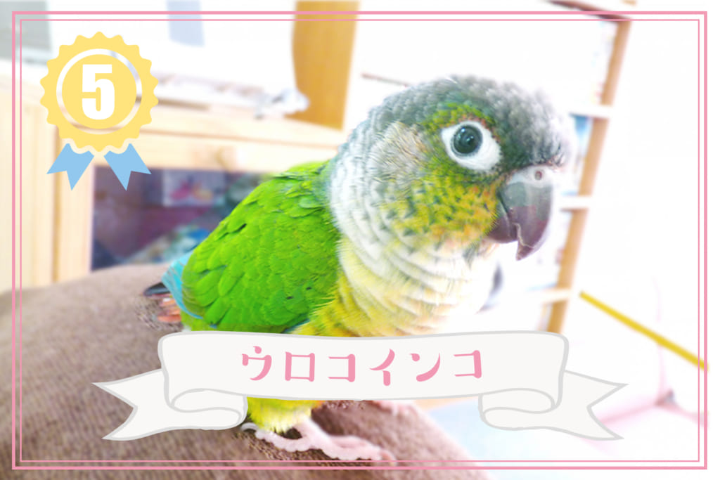 鳥の人気ランキング5位 ウロコインコ とりっちカフェ