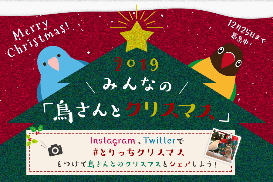 ちょいSNS企画vol1：鳥さんのクリスマス写真や動画集 / 2019年（16件）