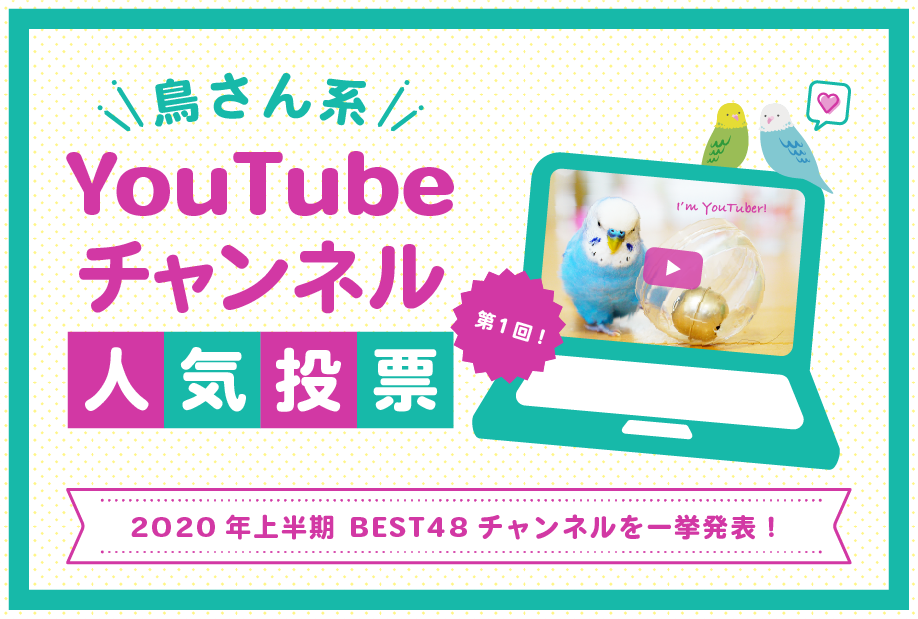 第1回 鳥さん系youtubeチャンネル人気投票 結果発表 人気の48チャンネル一挙紹介 とりっちカフェ